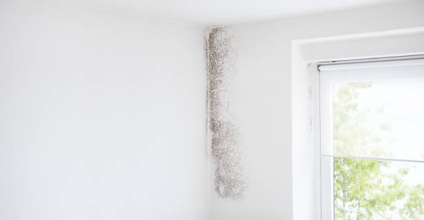 Best Mold Removal for HVAC Installations  in Loxley, AL